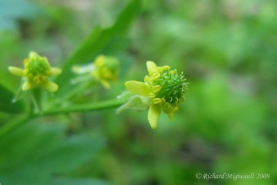 Renoncule recourbe - Hooked buttercup - Ranunculus recurvatus 3m9