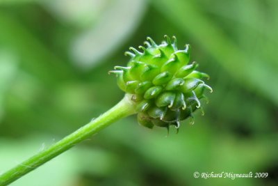 Renoncule recourbe - Hooked buttercup - Ranunculus recurvatus 5m9