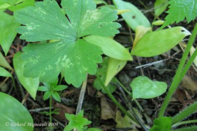 Renoncule recourbe - Hooked buttercup - Ranunculus recurvatus 6m9