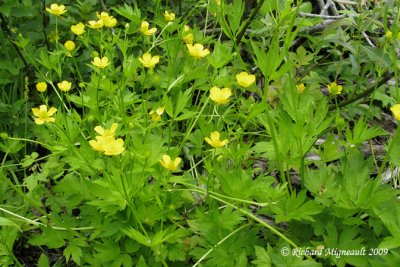 Renoncule septentrionale - Swamp buttercup - Ranunculus hispidus 1m9