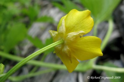 Renoncule septentrionale - Swamp buttercup - Ranunculus hispidus 3m9