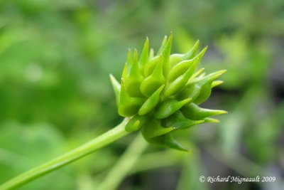 Renoncule septentrionale - Swamp buttercup - Ranunculus hispidus 4m9
