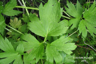 Renoncule septentrionale - Swamp buttercup - Ranunculus hispidus 5m9
