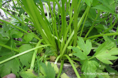 Renoncule septentrionale - Swamp buttercup - Ranunculus hispidus 6m9