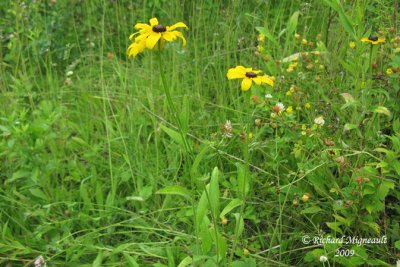 Rudbeckie hrisse - Black-eyed Susan - Rudbeckia hirta  1m9