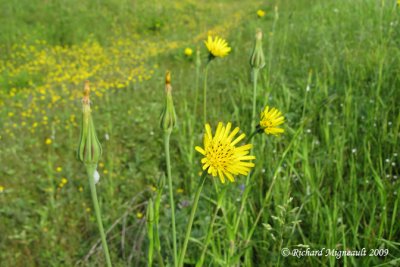 Salsifis des prs - Salsify - Tragopogon pratensis 2m9