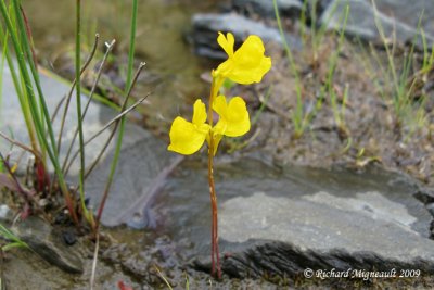 Utriculaire cornue - Horned bladderwort - Utricularia cornuta 2m9