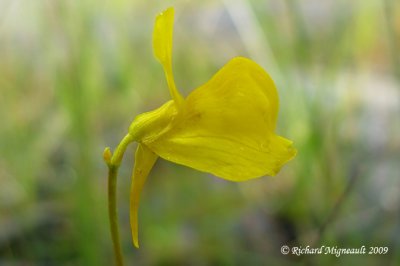 Utriculaire cornue - Horned bladderwort - Utricularia cornuta 4m9