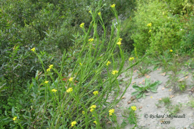 Vlar  feuilles dpervire - European wallflower - Erysimum hieraciifolium 1m9