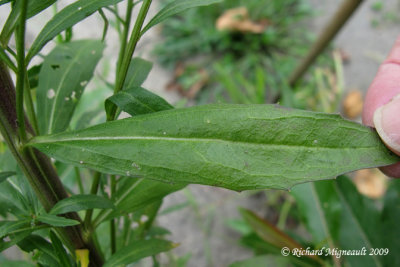 Vlar  feuilles dpervire - European wallflower - Erysimum hieraciifolium 4m9
