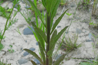 Vlar  feuilles dpervire - European wallflower - Erysimum hieraciifolium 5m9