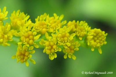 Verge dor du Canada - Canada goldenrod - Solidago canadensis 4m9