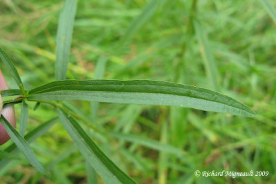 Verge dor graminifolie - Lance-leaved Goldenrod - Solidago graminifolia 3m9