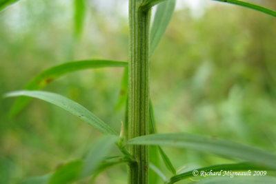 Verge dor graminifolie - Lance-leaved Goldenrod - Solidago graminifolia 4m9