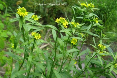 Vlar girofl - Wormseed mustard - Erysimum cheiranthoides 2m9