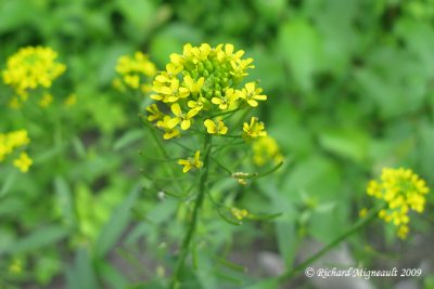 Vlar girofl - Wormseed mustard - Erysimum cheiranthoides 3m9