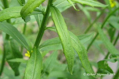 Vlar girofl - Wormseed mustard - Erysimum cheiranthoides 5m9