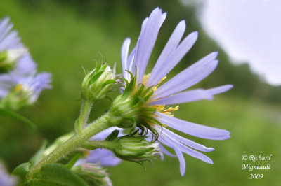 Aster ponceau - Purple-stemmed aster - Aster puniceus 5m9