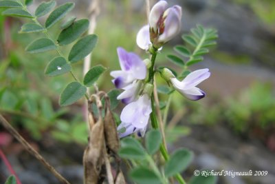 Astragale de Brunet - Brunets milk-vetch - Astragalus alpinus 2m9