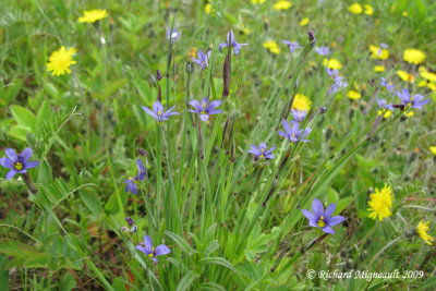 Bermudienne  feuille troite - Narrow-leaved blue-eyed grass - Sisyrinchium angustifolium 1m9