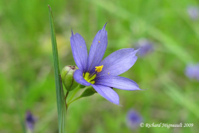 Bermudienne  feuille troite - Narrow-leaved blue-eyed grass - Sisyrinchium angustifolium 4m9