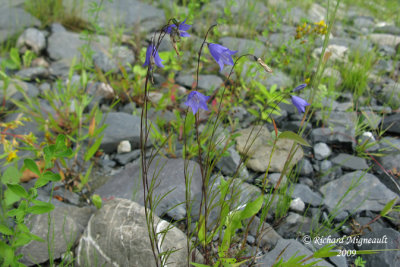 Campanule  feuilles rondes - Harebell - Campanula rotundifolia 1m9