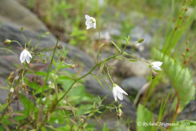 Campanule faux-gaillet - Marsh bellflower - Campanula aparinoides 1m9