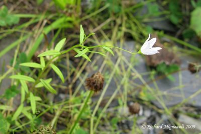 Campanule faux-gaillet - Marsh bellflower - Campanula aparinoides 2m9