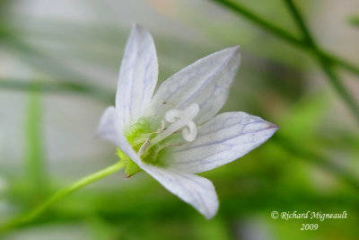 Campanule faux-gaillet - Marsh bellflower - Campanula aparinoides 4m9