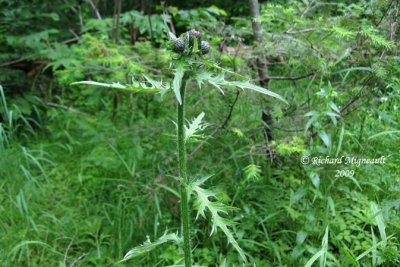 Chardon mutique - Swamp thistle - Cirsium muticum 1m9