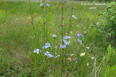 Chicorée sauvage - Chicory - Cichorium intybus 2m9