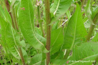 Chicore sauvage - Chicory - Cichorium intybus 6m9