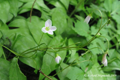 Claytonie de Caroline - Carolina spring beauty - Claytonia caroliniana 1m9
