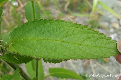 piaire  feuilles minces - Rough hedge-nettle - Stachys hispida 3m9