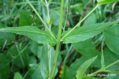 Epilobe glanduleux - Glandular willow-herb - Epilobium ciliatum ssp glandulosum 4m9
