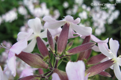 Saponaire  officinale - Soapwort - Saponaria officinalis 4m9