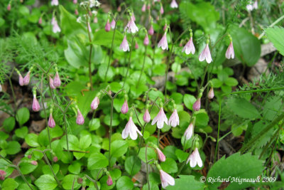 Linne borale - Twinflower - Linnaea borealis 1m9