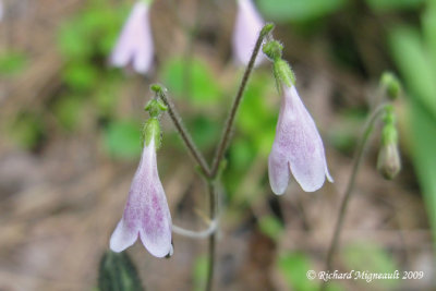 Linne borale - Twinflower - Linnaea borealis 3m9