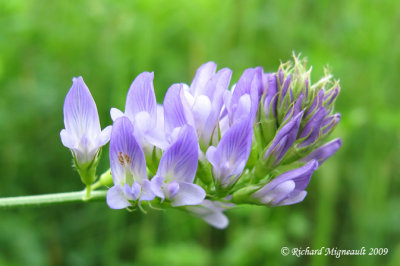 Luzerne - Alfalfa - Medicago sativa 3m9