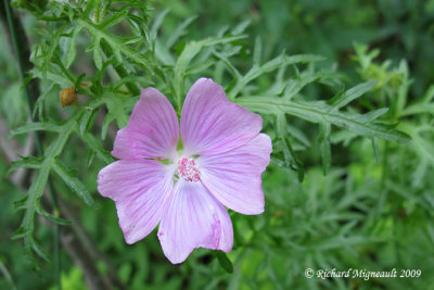 Mauve musque - Musk mallow - Malva moschata 3m9