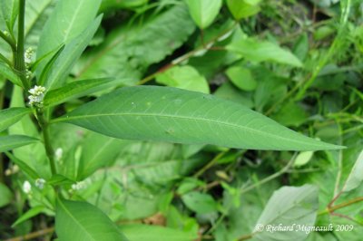 Persicaire ple - Dock-leaved - Persicaria lapathifolia 4m9
