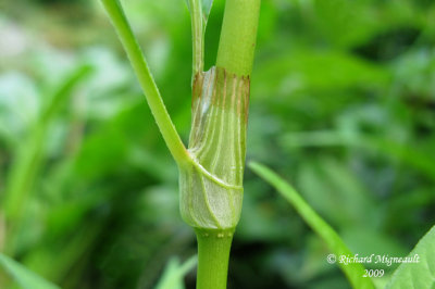 Persicaire ple - Dock-leaved - Persicaria lapathifolia 5m9