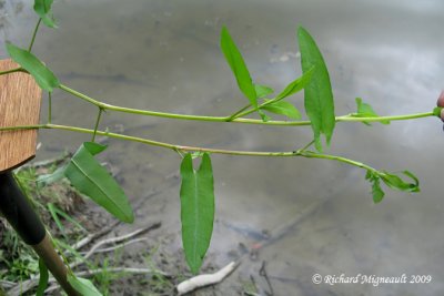 Renoue sagitte - Arrow-leaved tearthumb - Persicaria sagittata 2m9
