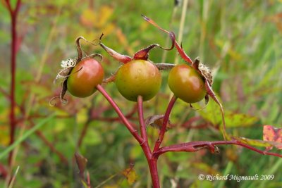 Rosier agrable - Meadow rose - Rosa blanda 6m9
