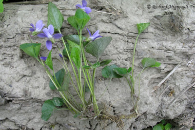 Violette septentrionale - Northern blue violet - Viola sororia 3m9