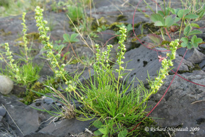 Armoise des champs - Sagewort wormwood - Artemisia campestris 1m9