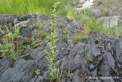 Armoise des champs - Sagewort wormwood - Artemisia campestris 2m9