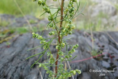 Armoise des champs - Sagewort wormwood - Artemisia campestris 3m9