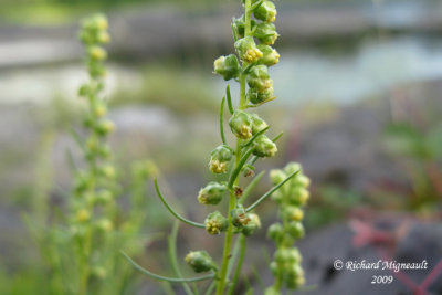 Armoise des champs - Sagewort wormwood - Artemisia campestris 4m9
