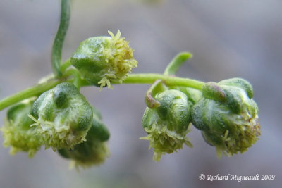 Armoise des champs - Sagewort wormwood - Artemisia campestris 5m9